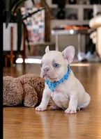 Forest, a male French Bulldog for sale in Atlanta, GA – 1 of 3