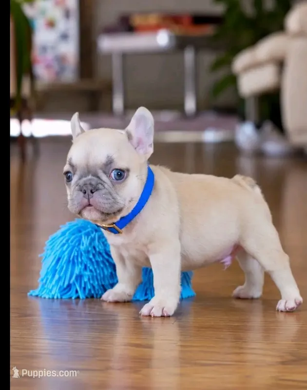 Bandit – French Bulldog puppy for sale in Atlanta, GA