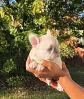 Shane, a male French Bulldog for sale in Atlanta, GA – 2 of 5