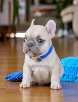 Bandit, a male French Bulldog for sale in Atlanta, GA – 2 of 2