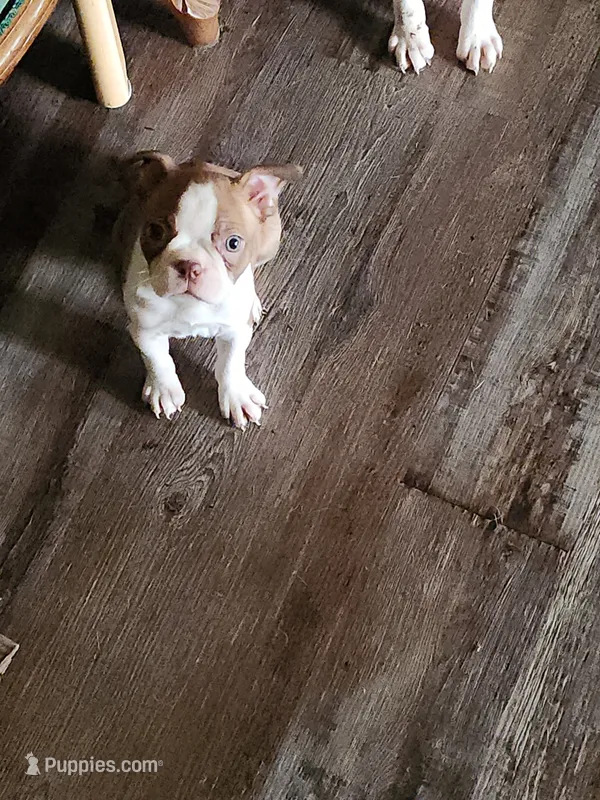 Dolly  – Boston Terrier puppy for sale in Tampa, FL