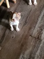 Dolly , a female Boston Terrier for sale in Tampa, FL – 1 of 3