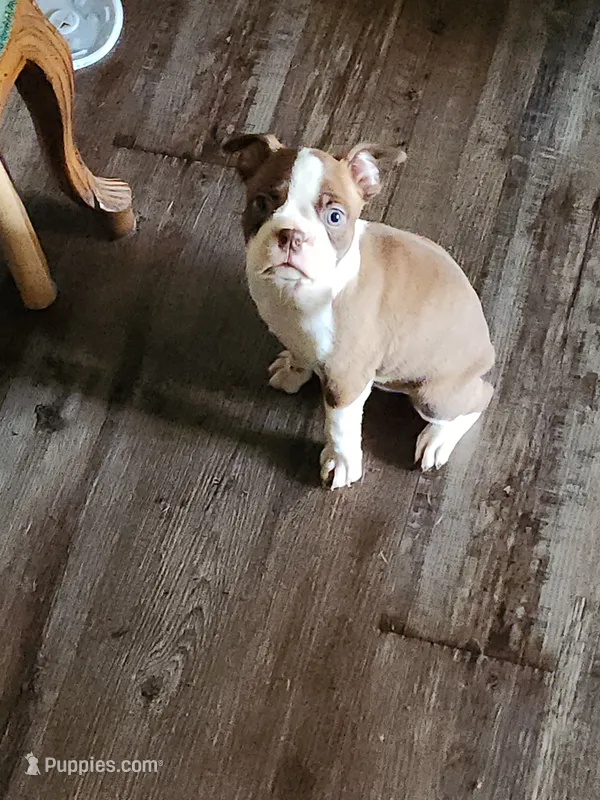 Carl – Boston Terrier puppy for sale in Tampa, FL