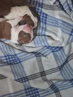 Carl, a male Boston Terrier for sale in Tampa, FL – 3 of 3