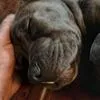 ATLAS! BEAUTIFUL BLUE BRINDLE CANE CORSO!, a male Cane Corso for sale in Springfield Township, PA – 5 of 6