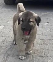Maximus, a male Kangal Dog for sale in Springfield Township, PA – 2 of 2