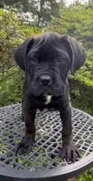 SHILOH, a male Cane Corso for sale in Springfield Township, PA – 2 of 2