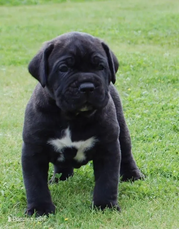 Spartan, a male Cane Corso for sale in Springfield Township, PA – Photo 1 of 1