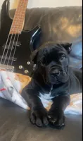 SPARTAN!  Beautiful Cane Corso Puppy!, a male Cane Corso for sale in Springfield Township, PA – 1 of 3