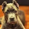 ATLAS! BEAUTIFUL BLUE BRINDLE CANE CORSO!, a male Cane Corso for sale in Springfield Township, PA – 4 of 6