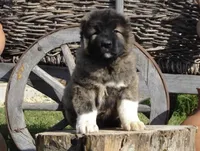 Expected Caucasian Ovcharka Litter!, a  Caucasian Ovcharka for sale in Springfield Township, PA – 3 of 3