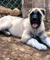KANGAL SUMMER LITTER!, a  Kangal Dog for sale in Springfield Township, PA – 1 of 3