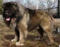 Expected Caucasian Ovcharka Litter!, a  Caucasian Ovcharka for sale in Springfield Township, PA – 2 of 3