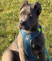 ATLAS! BEAUTIFUL BLUE BRINDLE CANE CORSO!, a male Cane Corso for sale in Springfield Township, PA – 2 of 6