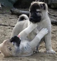 Kangal Summer Litter!, a  Kangal Dog for sale in Springfield Township, PA – 2 of 2