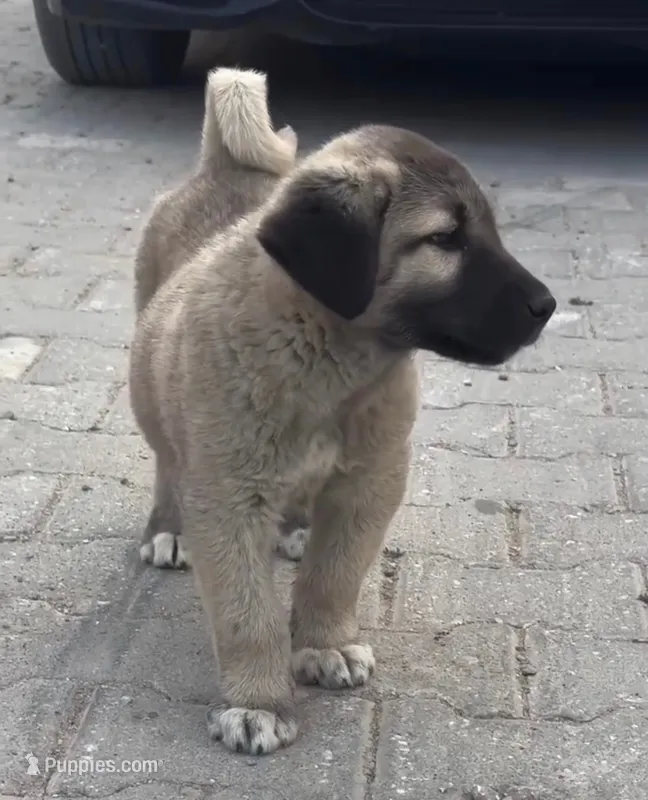Maximus – Kangal Dog puppy for sale in Springfield Township, PA