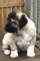 Kangal Summer Litter!, a  Kangal Dog for sale in Springfield Township, PA – 2 of 3