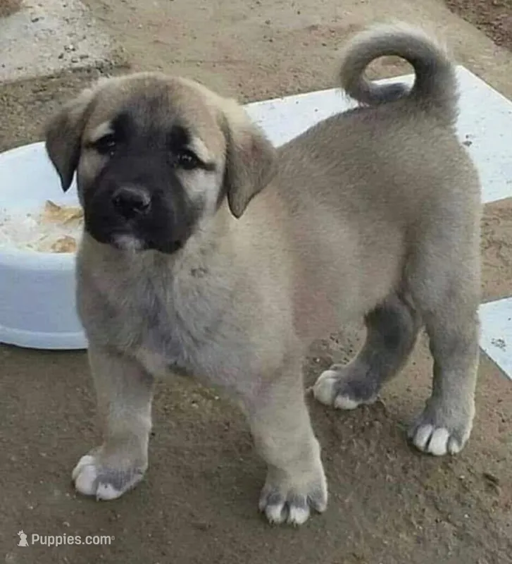 GUARDIAN – Kangal Dog puppy for sale in Springfield Township, PA