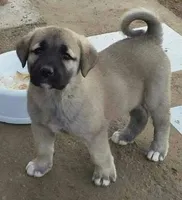 GUARDIAN, a male Kangal Dog for sale in Springfield Township, PA – 1 of 1