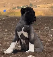 KANGAL SUMMER LITTER!, a  Kangal Dog for sale in Springfield Township, PA – 2 of 3