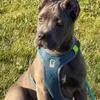 Atlas Beautiful Cane Corso Puppy!, a male Cane Corso for sale in Springfield Township, PA – 2 of 6