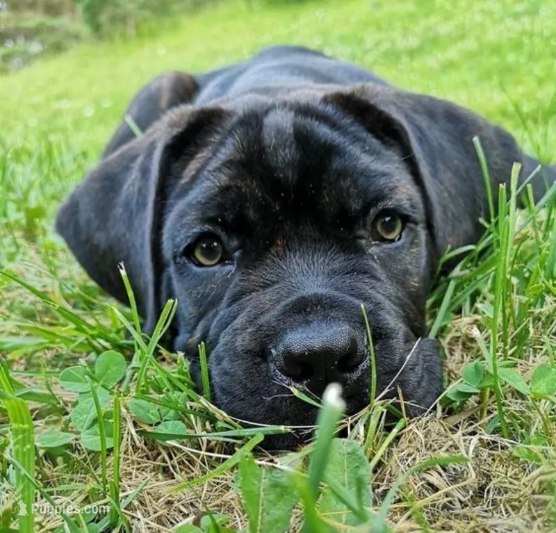 MAXIMUS – Cane Corso puppy for sale in Springfield Township, PA