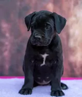 OHMY, a male Cane Corso for sale in Springfield Township, PA – 1 of 2