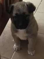 SPARTACUS, a male Kangal Dog for sale in Springfield Township, PA – 1 of 1