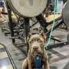 ATLAS! BEAUTIFUL BLUE BRINDLE CANE CORSO!, a male Cane Corso for sale in Springfield Township, PA – 3 of 6