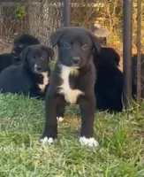 BACKUP, a male Kangal Dog for sale in Springfield Township, PA – Photo 2 of 4
