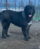 BACKUP, a male Kangal Dog for sale in Springfield Township, PA – Photo 3 of 4