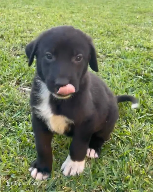 BACKUP, a male Kangal Dog for sale in Springfield Township, PA – Photo 1 of 4