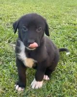 BACKUP, a male Kangal Dog for sale in Springfield Township, PA – Photo 1 of 4