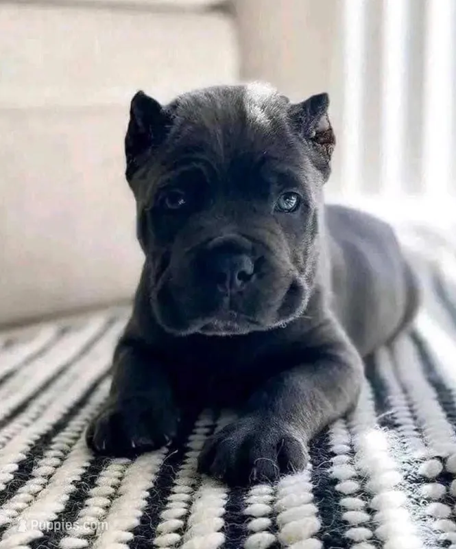 SHILOH – Cane Corso puppy for sale in Springfield Township, PA