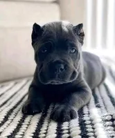 SHILOH, a male Cane Corso for sale in Springfield Township, PA – 1 of 1