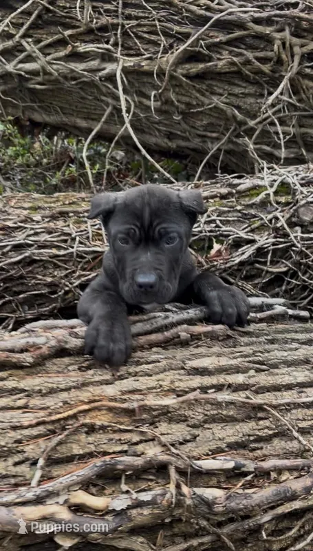 MAXIMUS – Cane Corso puppy for sale in Springfield Township, PA