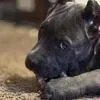 ATLAS! BEAUTIFUL BLUE BRINDLE CANE CORSO! – Cane Corso puppy for sale in Springfield Township, PA