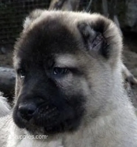 Kangal Summer Litter! – Kangal Dog puppy for sale in Springfield Township, PA