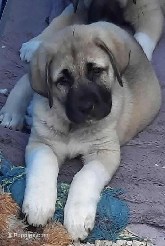 TAZER – Kangal Dog puppy for sale in Springfield Township, PA