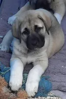 Photo of TAZER