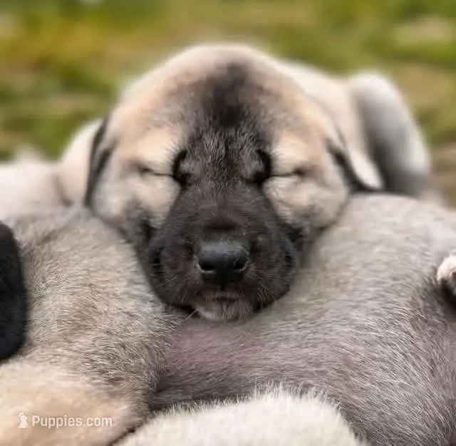 SHILOH! KANGAL PUPPY! – Kangal Dog puppy for sale in Springfield Township, PA