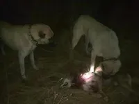 Shogun, a male Kangal Dog for sale in Springfield Township, PA – 2 of 2