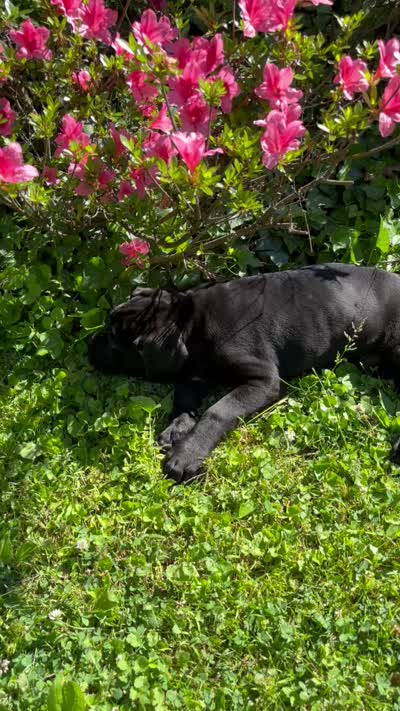 OHMY, a male Cane Corso for sale in Springfield Township, PA – 2 of 2