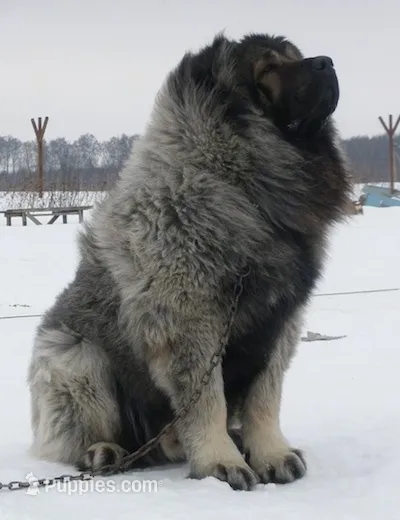 Expected Caucasian Ovcharka Litter! – Caucasian Ovcharka puppy for sale in Springfield Township, PA