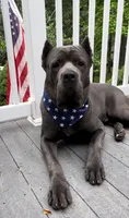 BACKUP! Beautiful Cane Corso Puppy!, a male Cane Corso for sale in Springfield Township, PA – 2 of 3