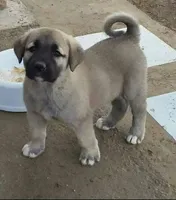 SHILOH! KANGAL PUPPY!, a male Kangal Dog for sale in Springfield Township, PA – 2 of 2