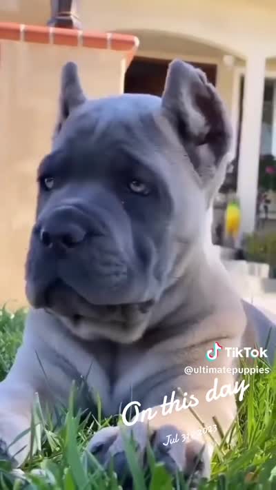 BACKUP! Beautiful Cane Corso Puppy!, a male Cane Corso for sale in Springfield Township, PA – 3 of 3