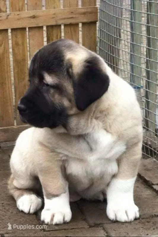 KANGAL SPRING LITTER!
