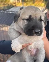 Shogun, a male Kangal Dog for sale in Springfield Township, PA – 1 of 2