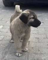 KANGAL KINGS FALL LITTER ARRIVAL!, a  Kangal Dog for sale in Springfield Township, PA – 3 of 4